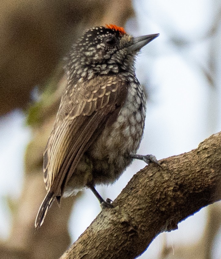 Ocellated Piculet - ML643445524