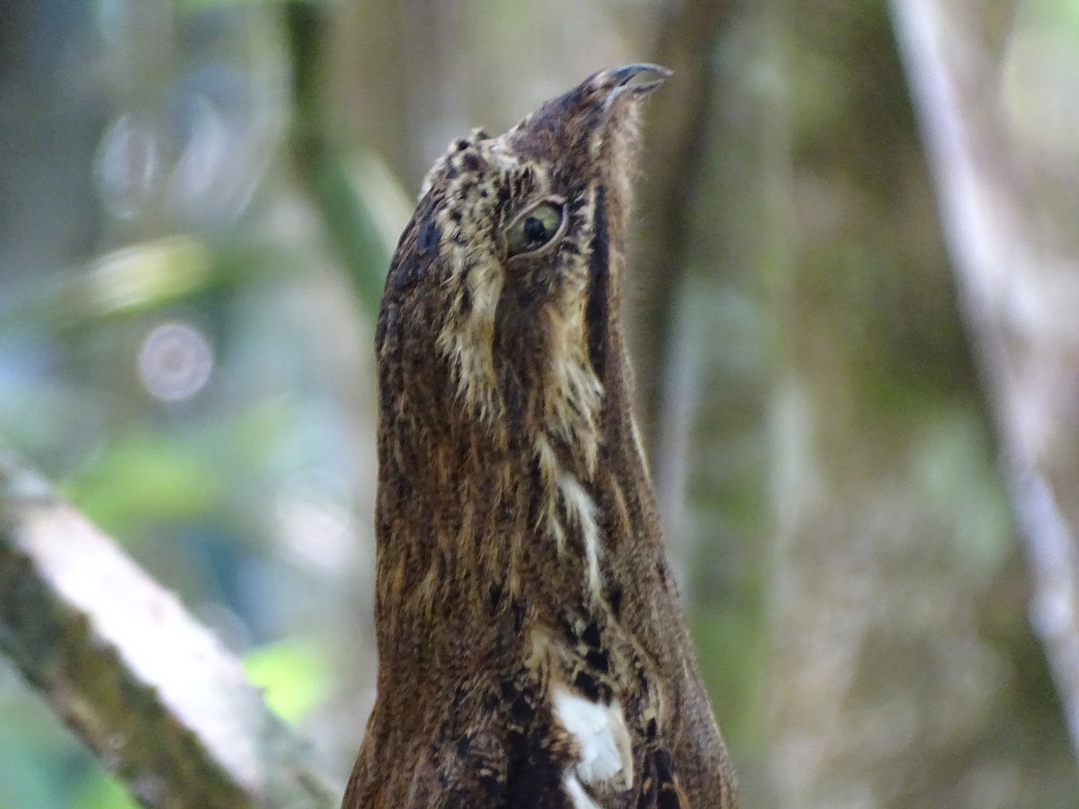 Long-tailed Potoo - ML643445525