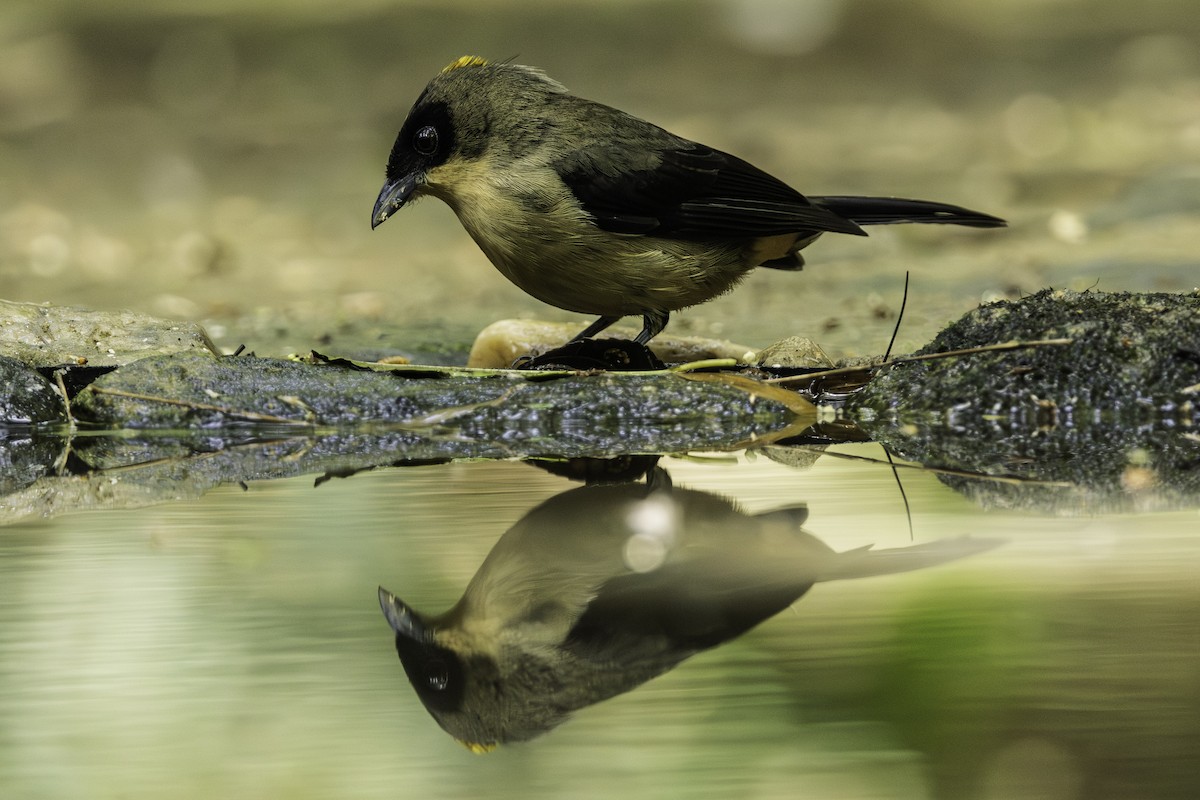 Black-goggled Tanager - ML643445538