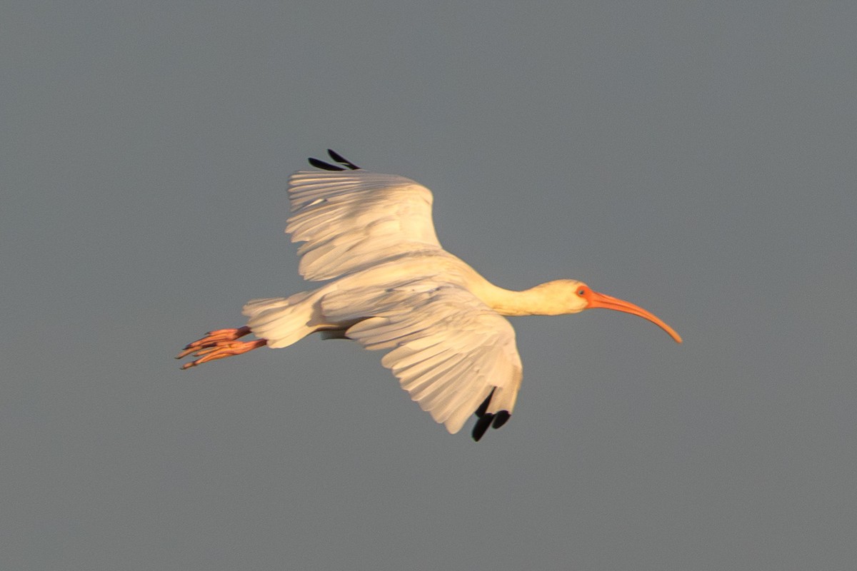 White Ibis - ML643445554