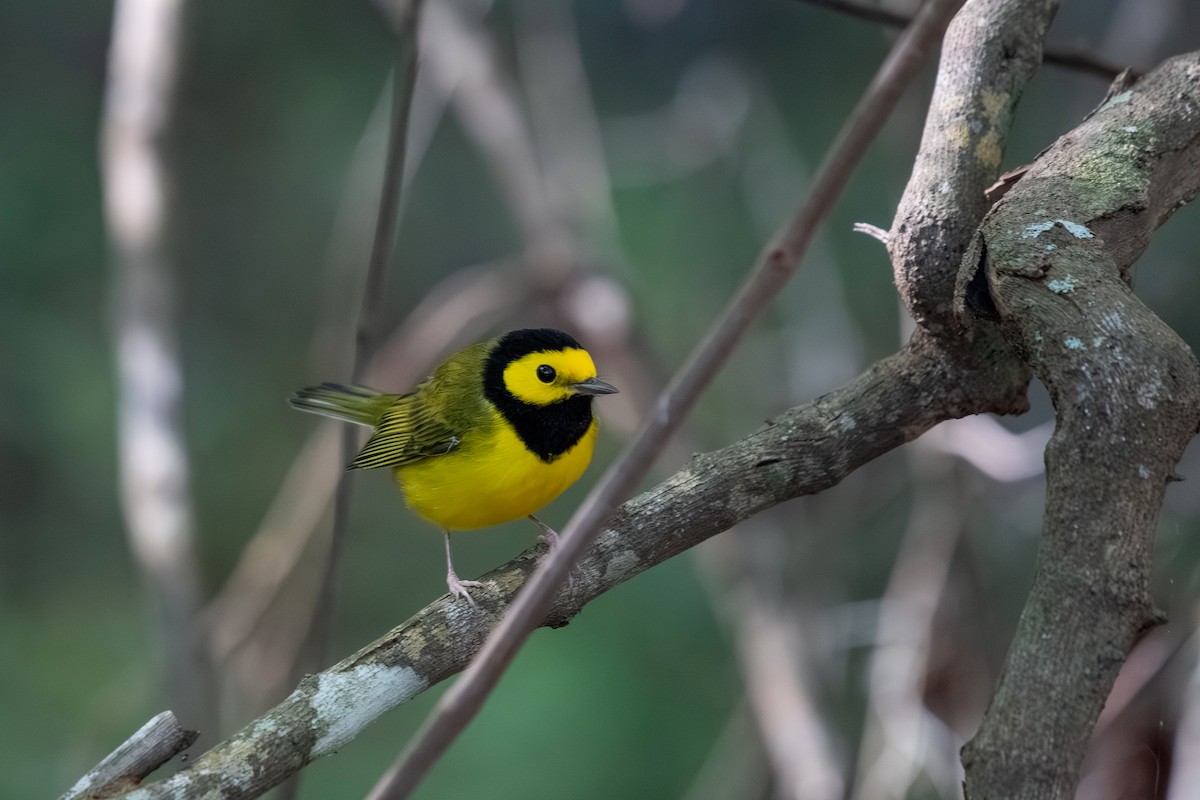 Hooded Warbler - ML643445555