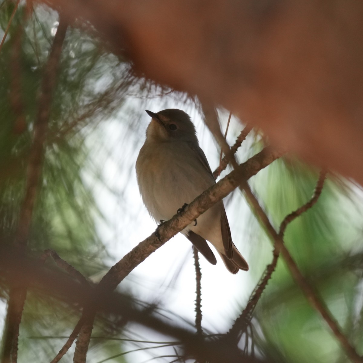 European Pied Flycatcher - ML643445565