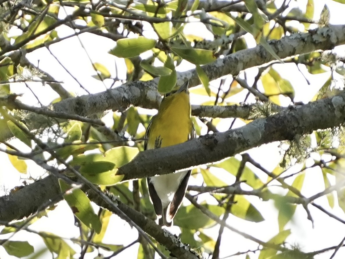 Sarı Gerdanlı Vireo - ML643445566