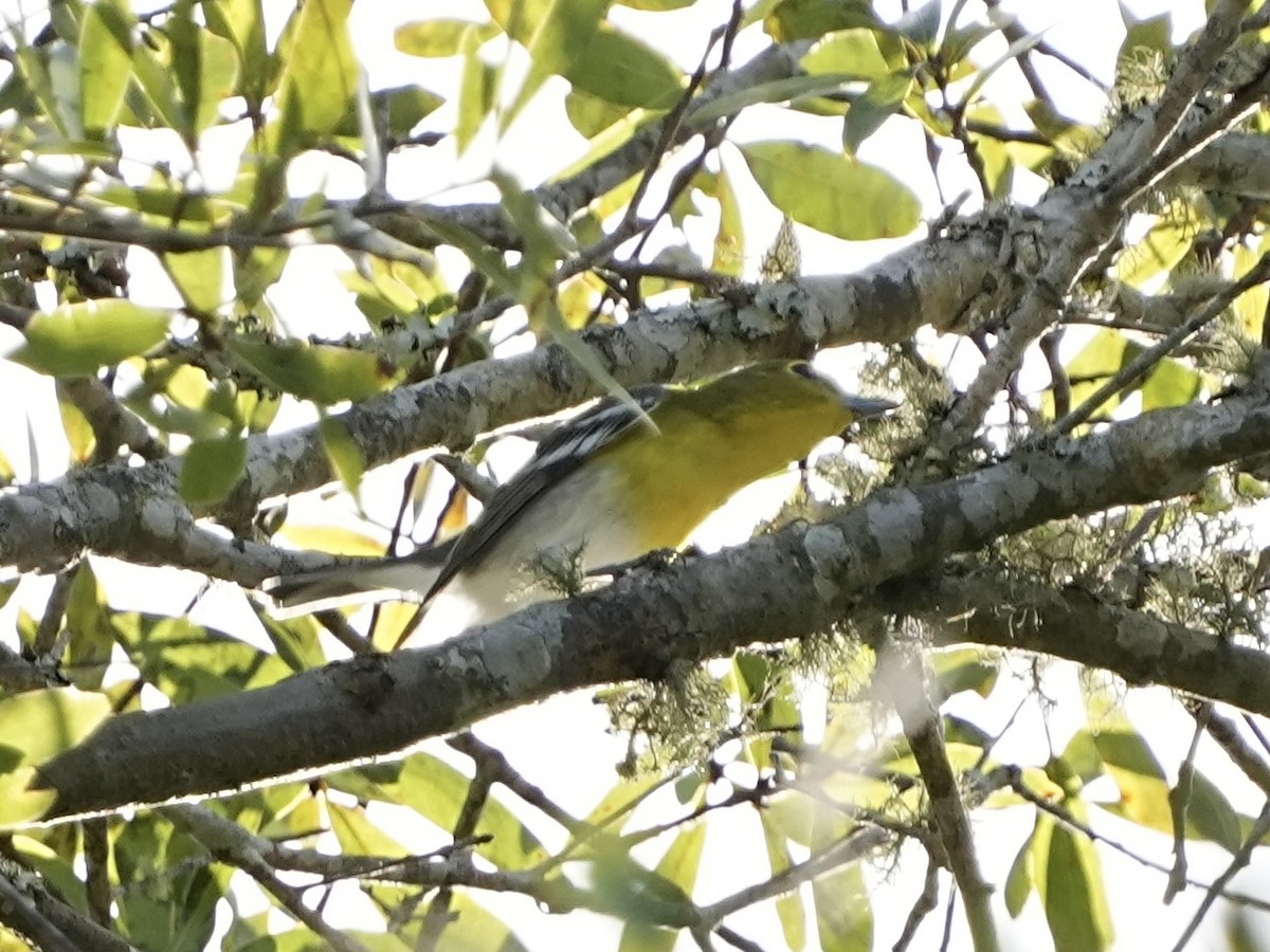 Sarı Gerdanlı Vireo - ML643445567