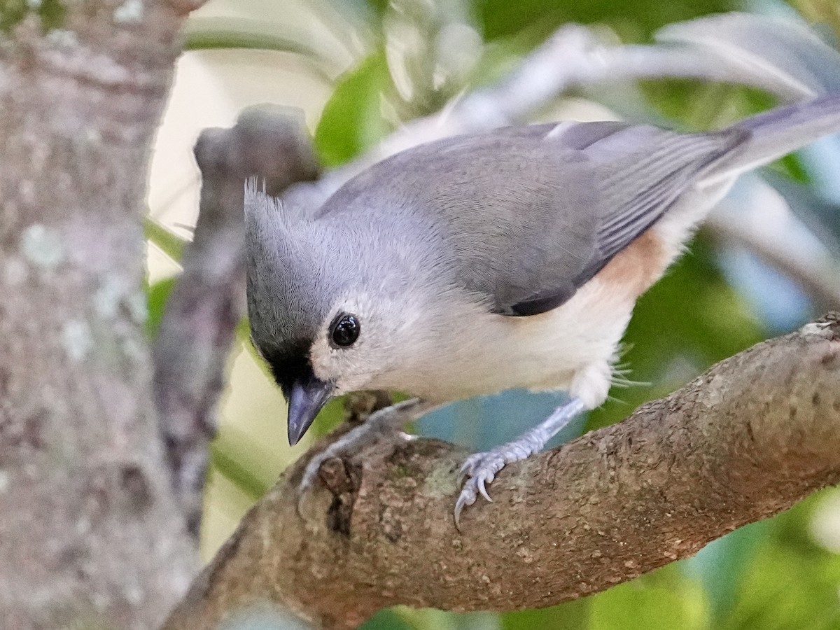 Herrerillo Bicolor - ML643445582