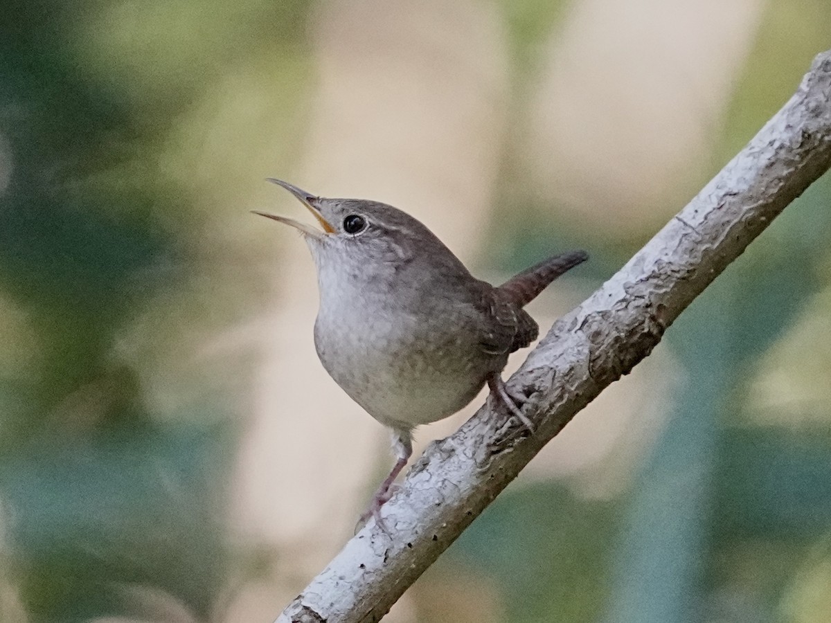 Northern House Wren - ML643445592