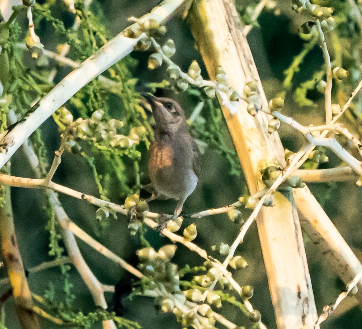 Rufous-banded Honeyeater - ML643445599