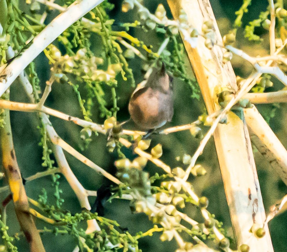 Rufous-banded Honeyeater - ML643445600
