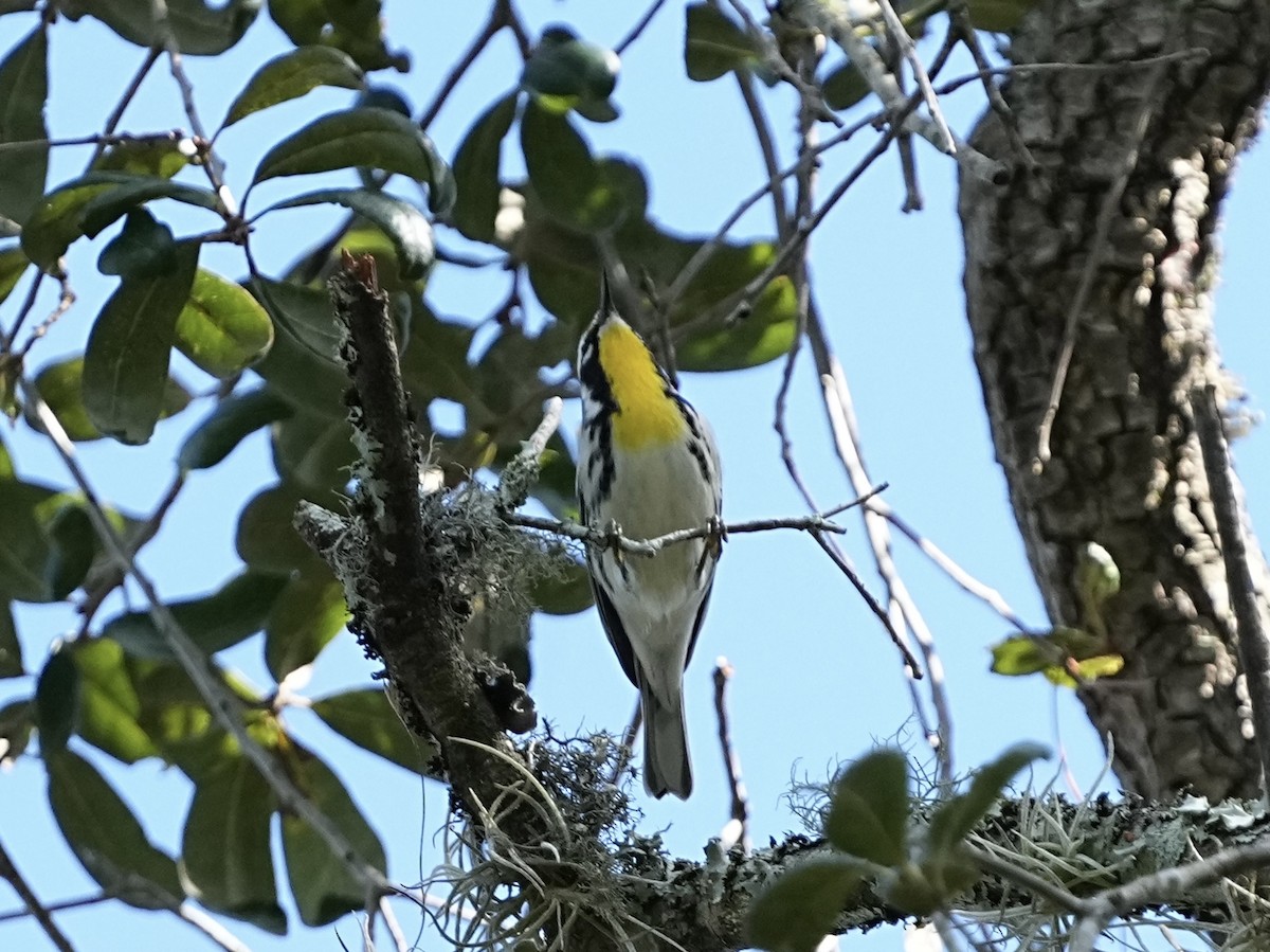 Goldkehl-Waldsänger - ML643445627