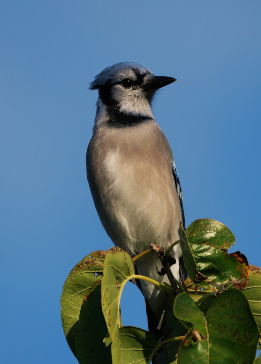 Blue Jay - ML643445628