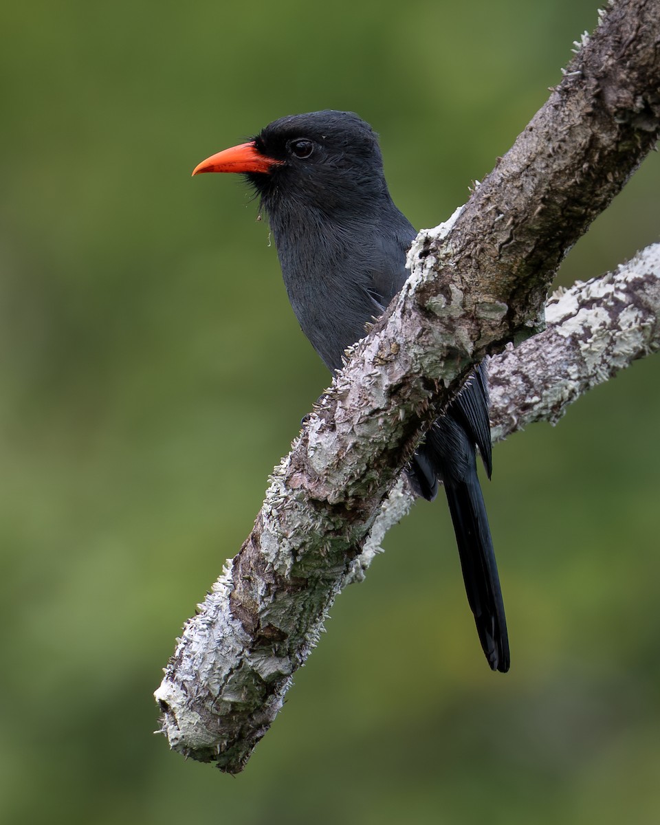 Black-fronted Nunbird - ML643445644