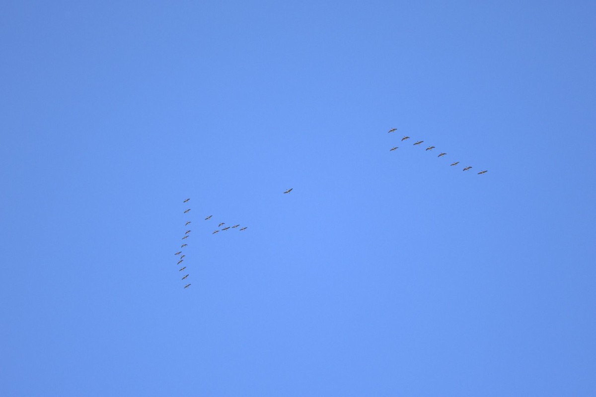 カナダガン - ML643445647