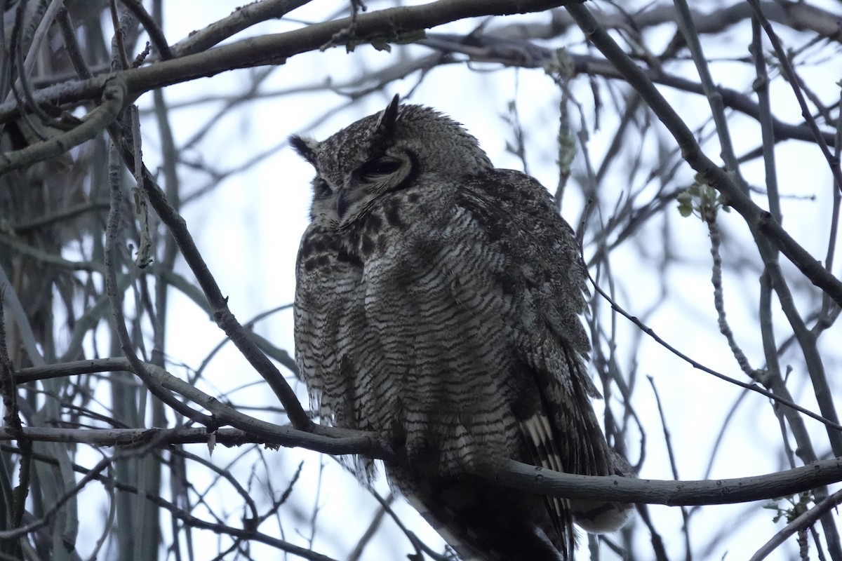 Lesser Horned Owl - ML643445650