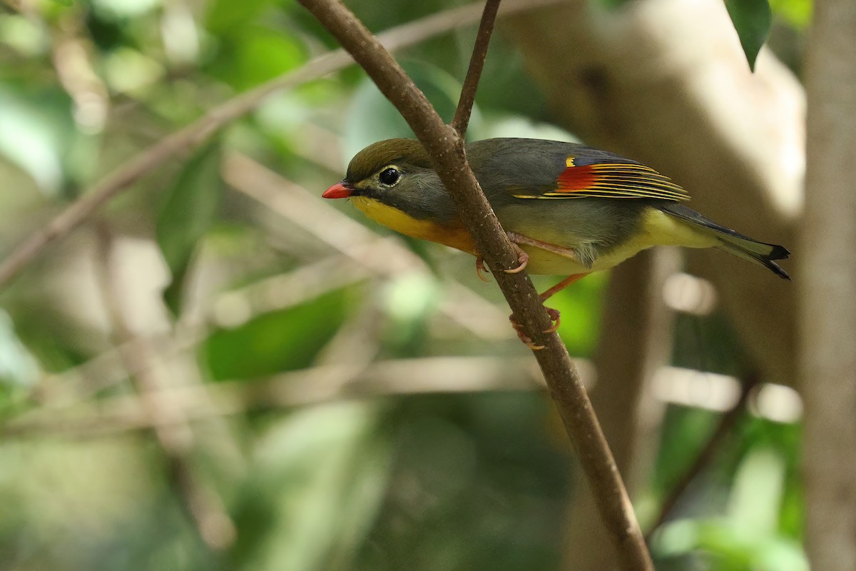 Red-billed Leiothrix - ML643445659