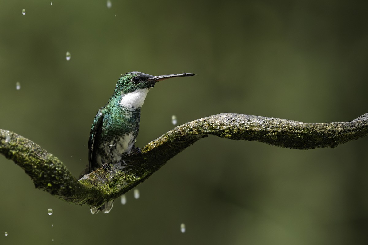 Colibrí Gargantilla - ML643445660