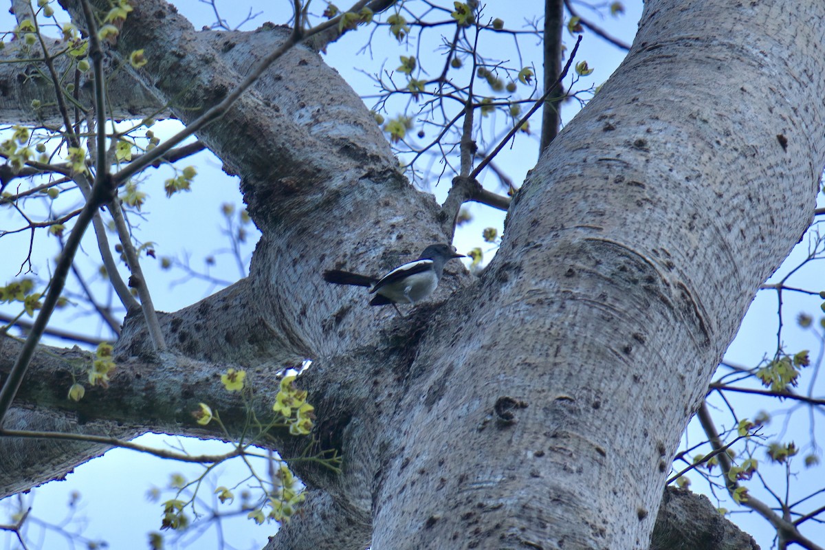 Philippine Magpie-Robin - ML643445661