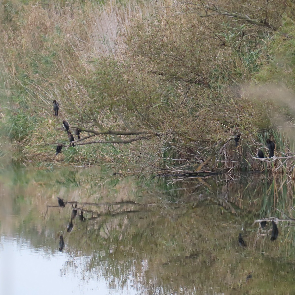 Pygmy Cormorant - ML643445665