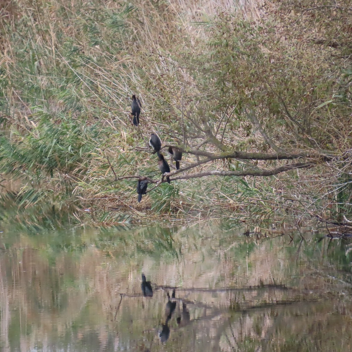 Pygmy Cormorant - ML643445666