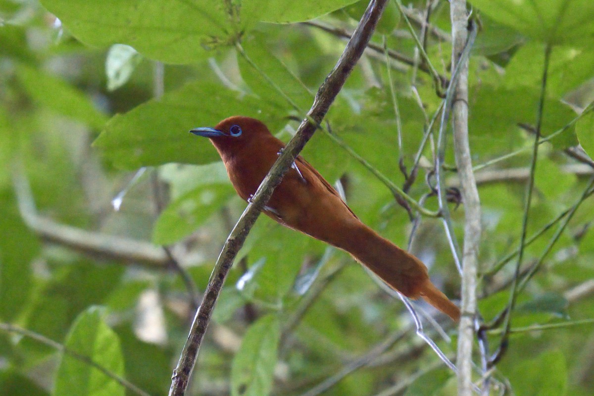 Rufous Paradise-Flycatcher (Northern) - ML643445671