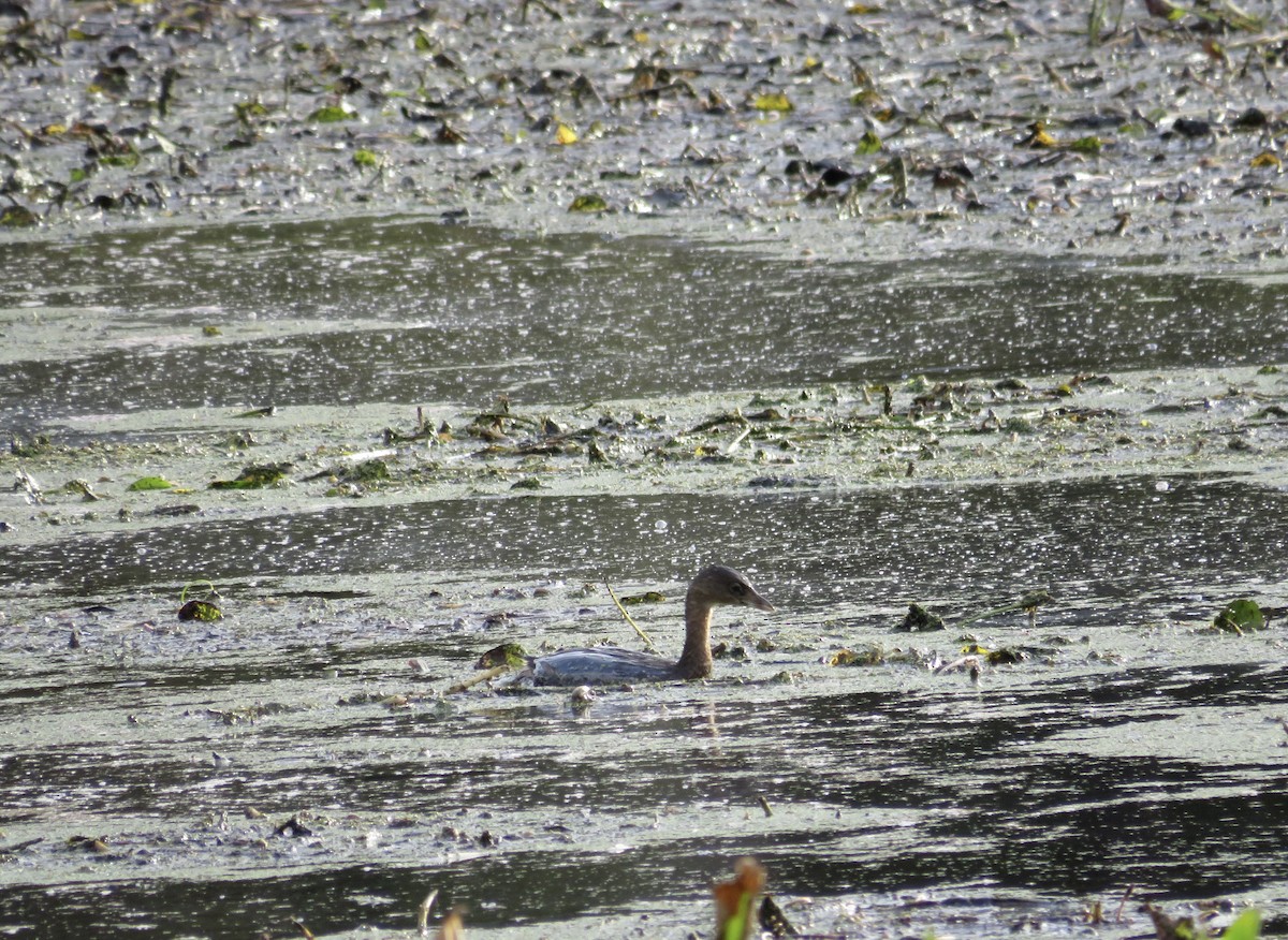 Pied-billed Grebe - ML643445675