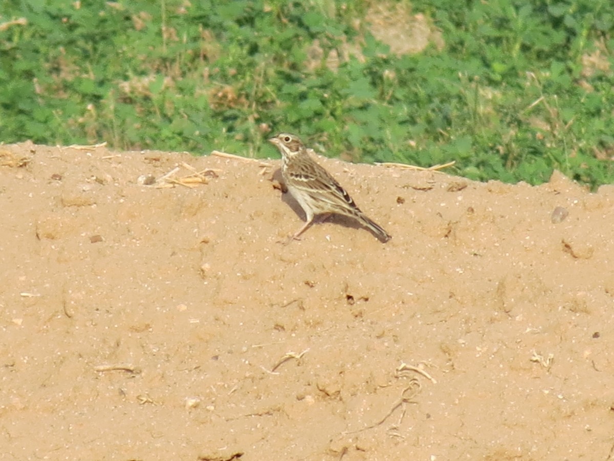 Vesper Sparrow - ML643445678