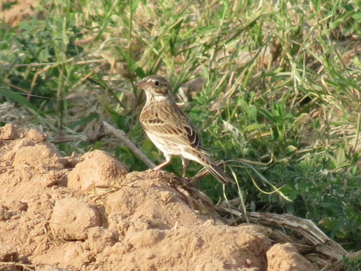 Vesper Sparrow - ML643445680