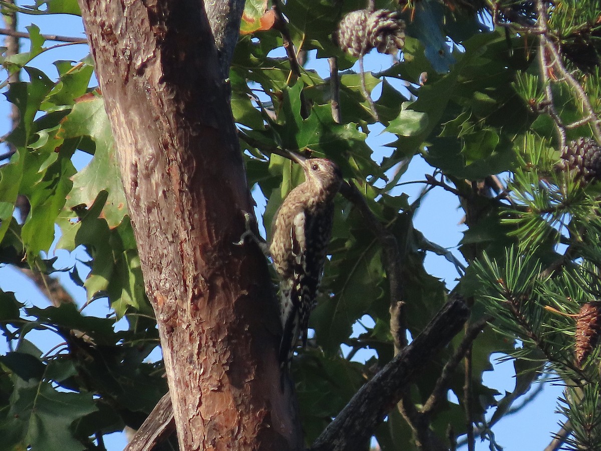 Yellow-bellied Sapsucker - ML643445733