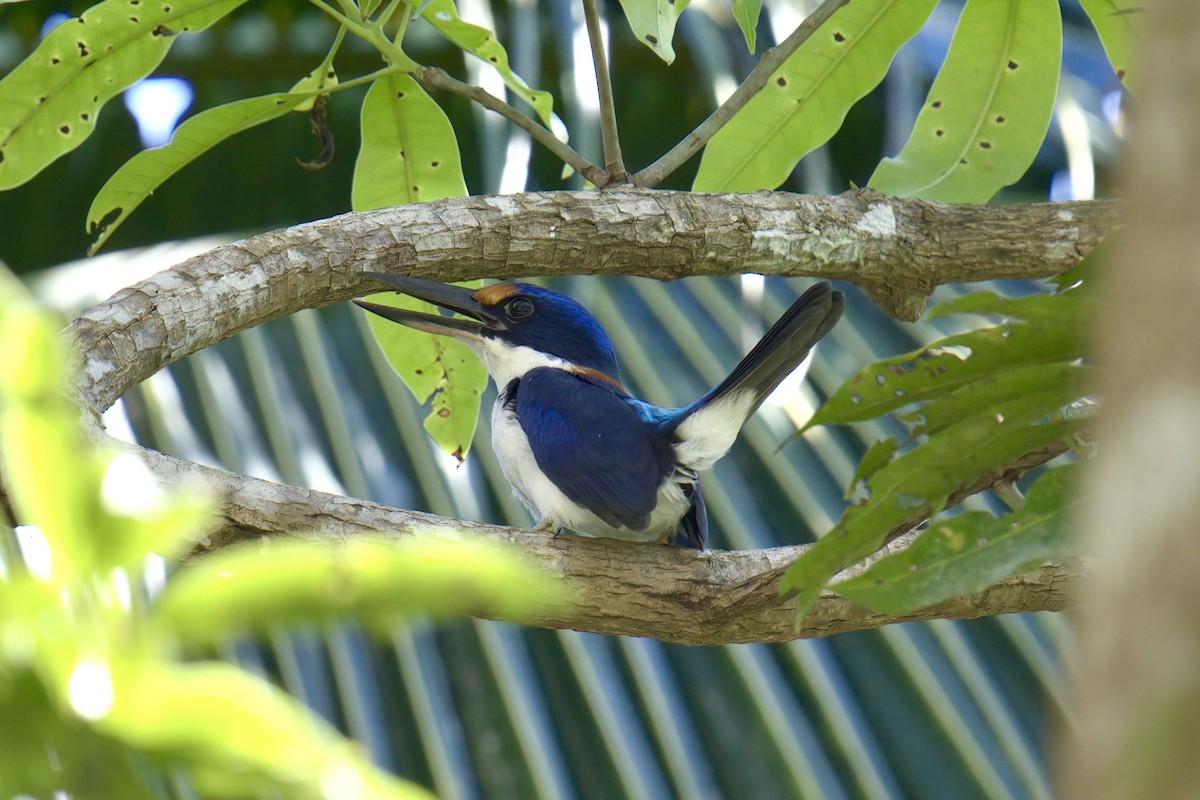 Rufous-lored Kingfisher - ML643445737