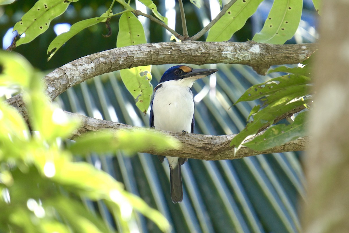 Rufous-lored Kingfisher - ML643445738