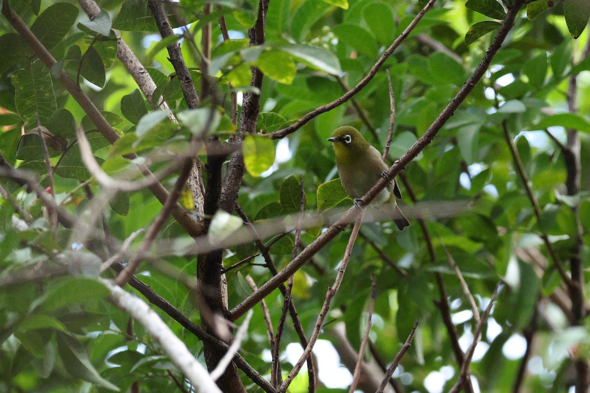 Warbling White-eye - ML643445754
