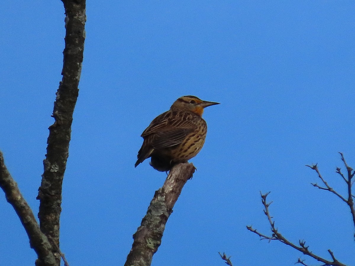 Eastern Meadowlark - ML643445769