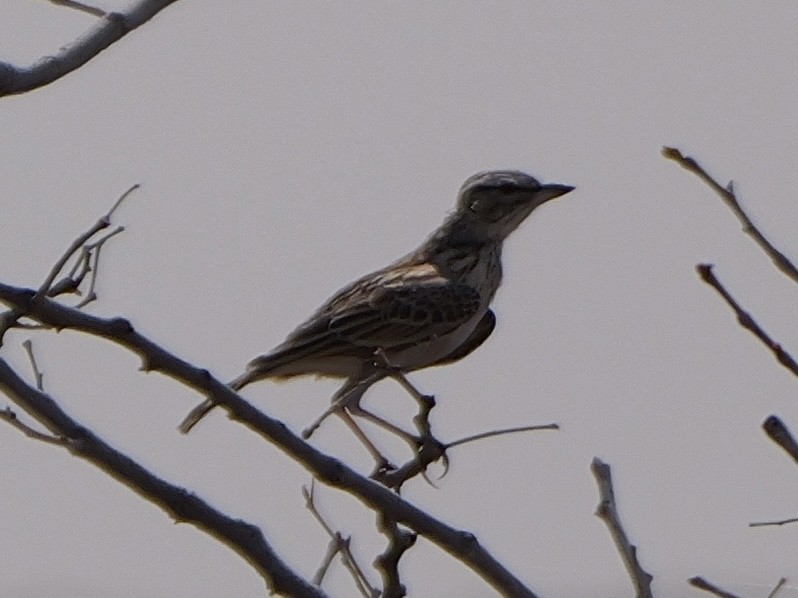 Sabota Lark - ML643445773