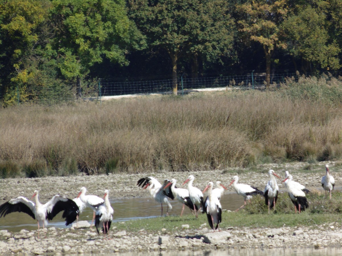 White Stork - ML643445774
