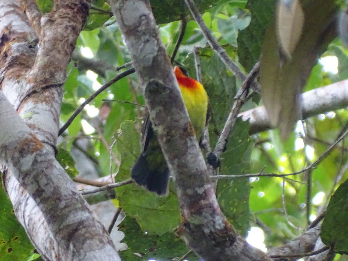 Scarlet-breasted Fruiteater - ML643445790