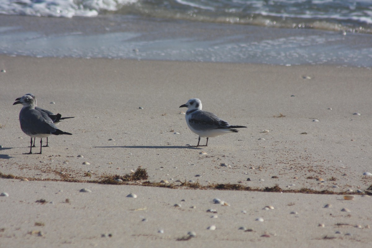 Black-legged Kittiwake - ML643445800