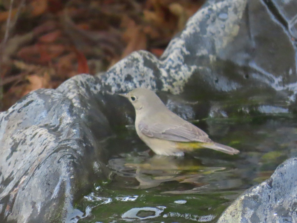 Virginia's Warbler - ML643445832