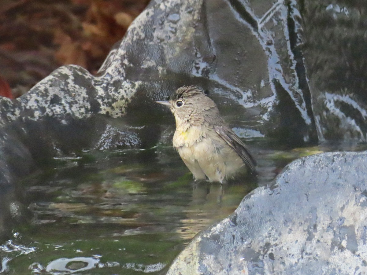 Virginia's Warbler - ML643445846