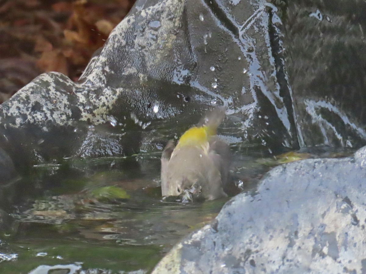 Virginia's Warbler - ML643445854