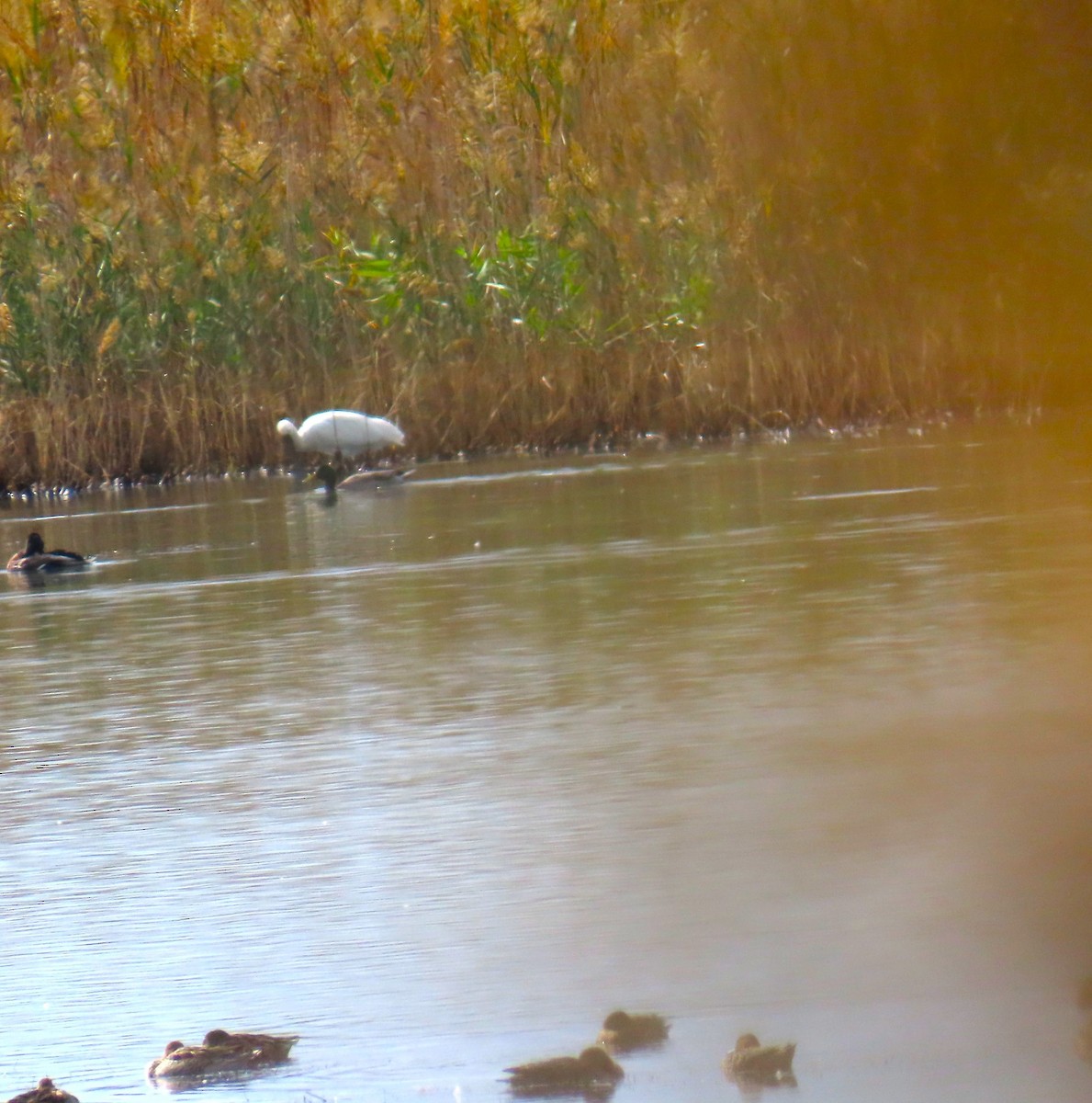 Gadwall - ML643445855