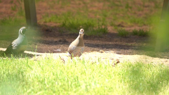 California Quail - ML643445927