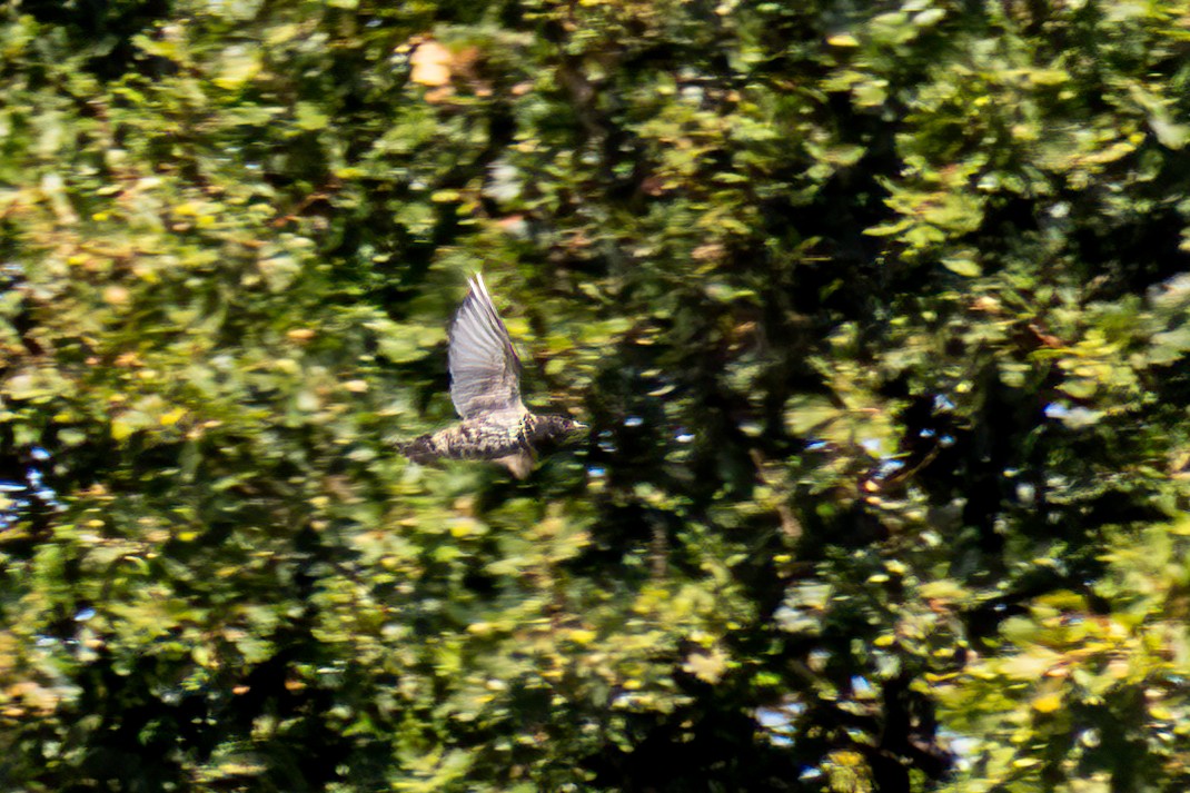 European Starling - ML643445939