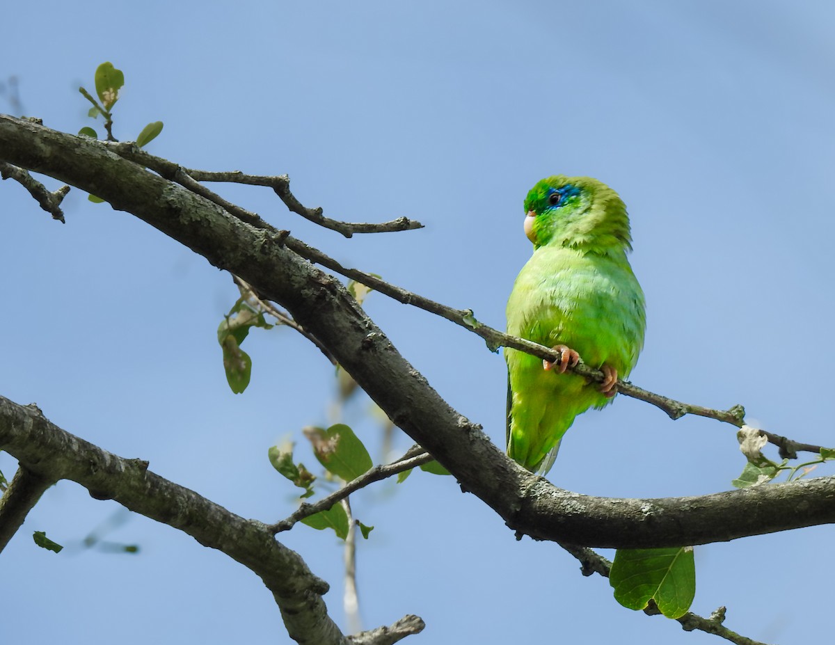 Spectacled Parrotlet - ML643445948