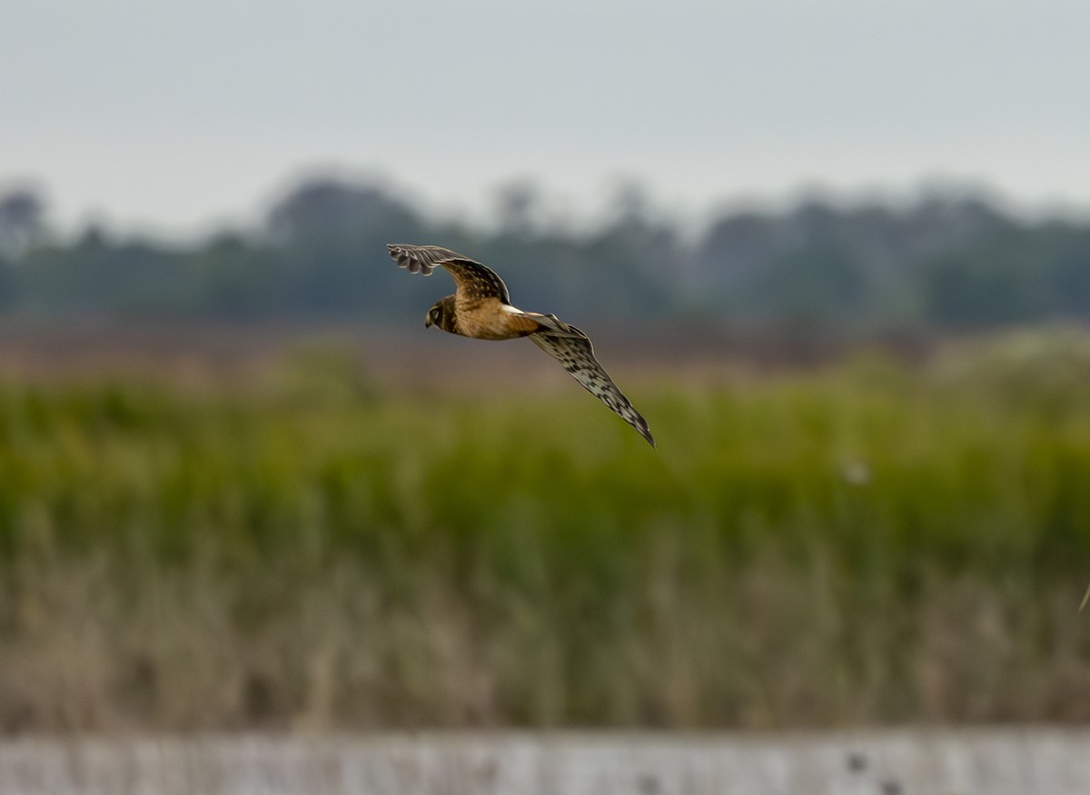 Northern Harrier - ML643445963