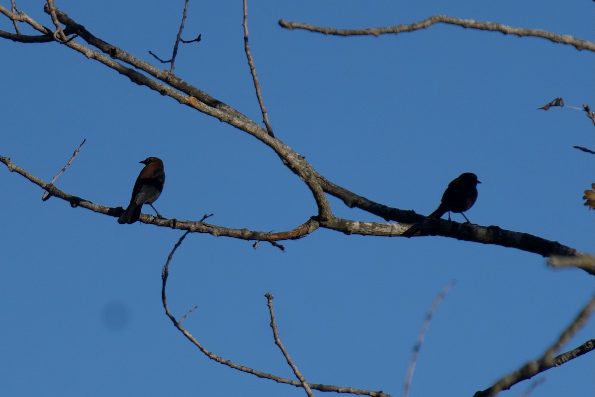 Rusty Blackbird - ML643445967