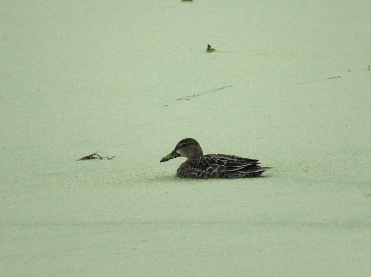 Blue-winged Teal - ML643445973