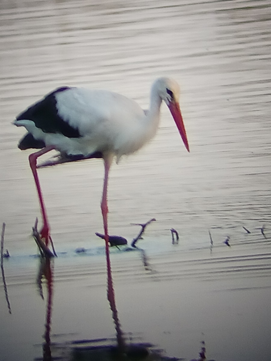 White Stork - ML643445974