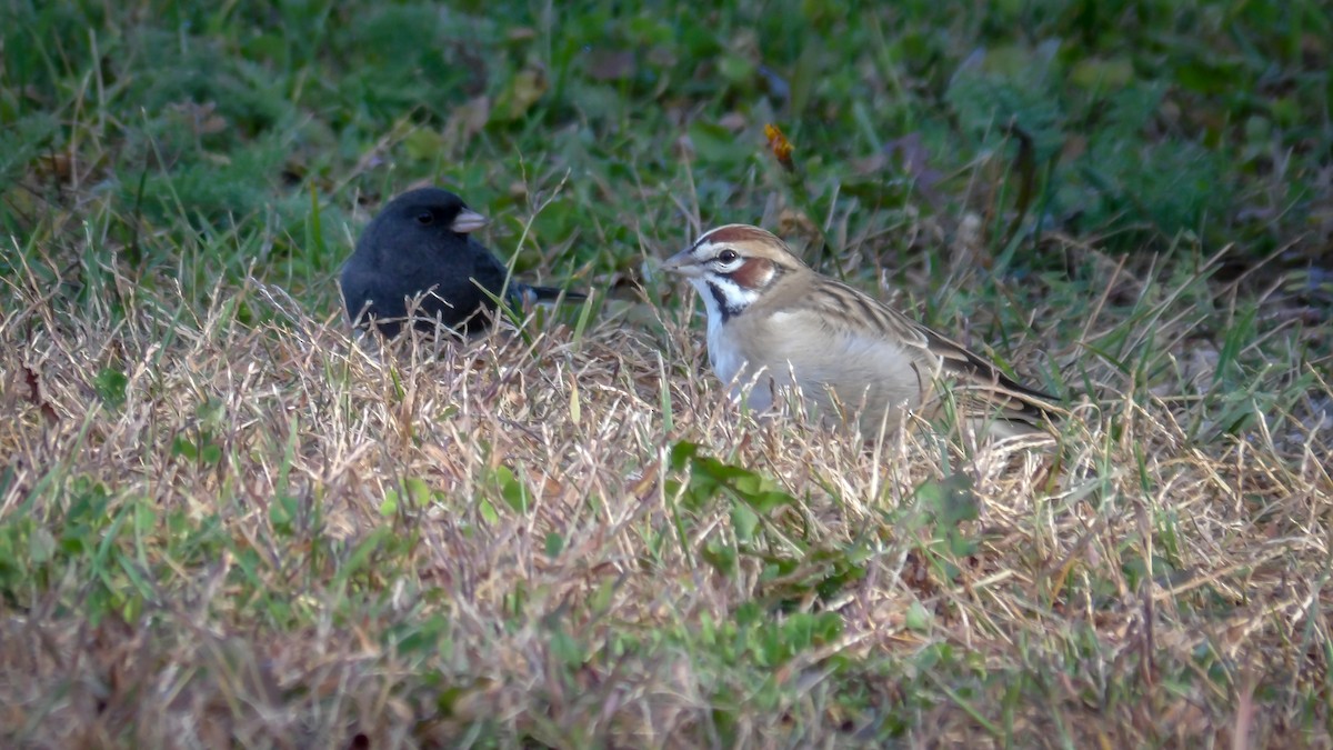Lark Sparrow - ML643445979