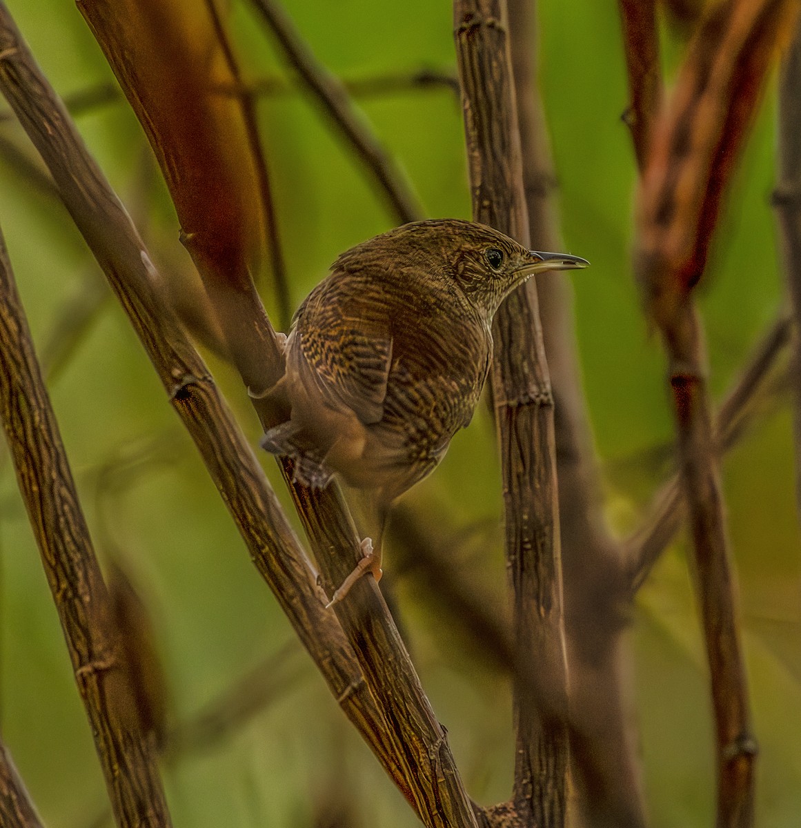 Northern House Wren - ML643445994