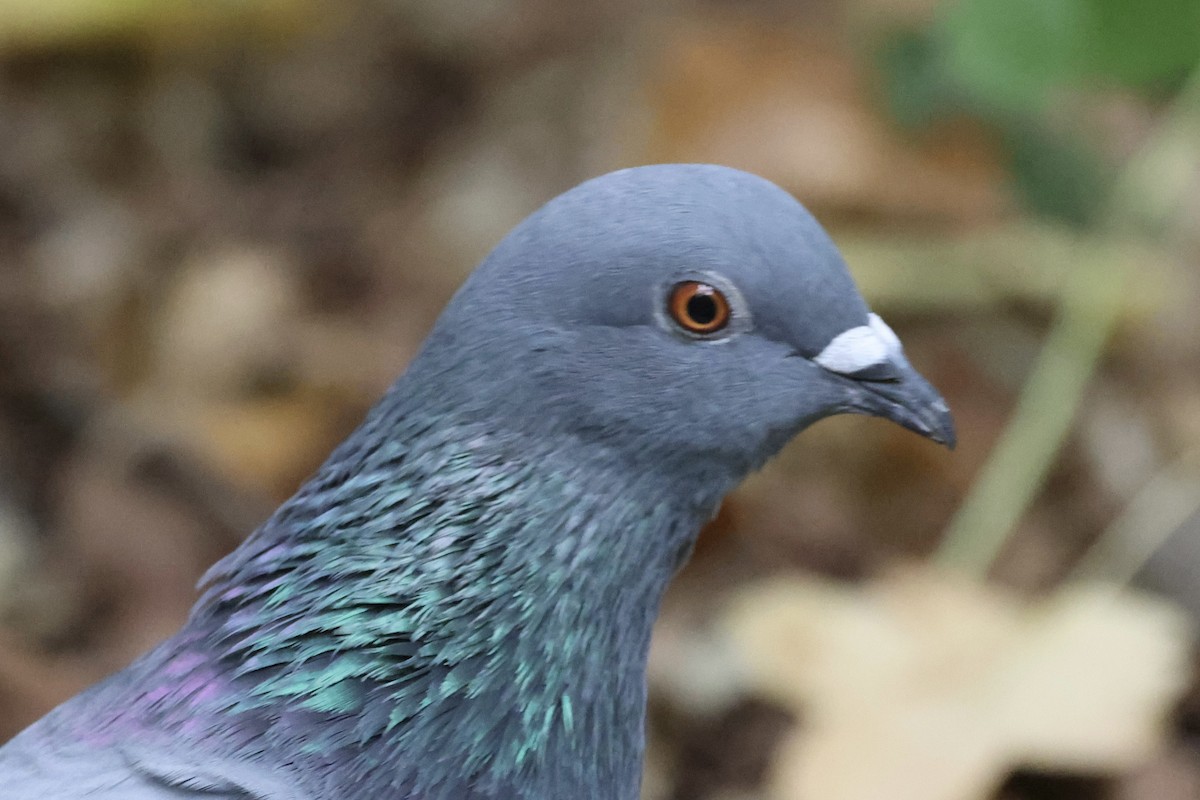 Rock Pigeon (Feral Pigeon) - ML643445999