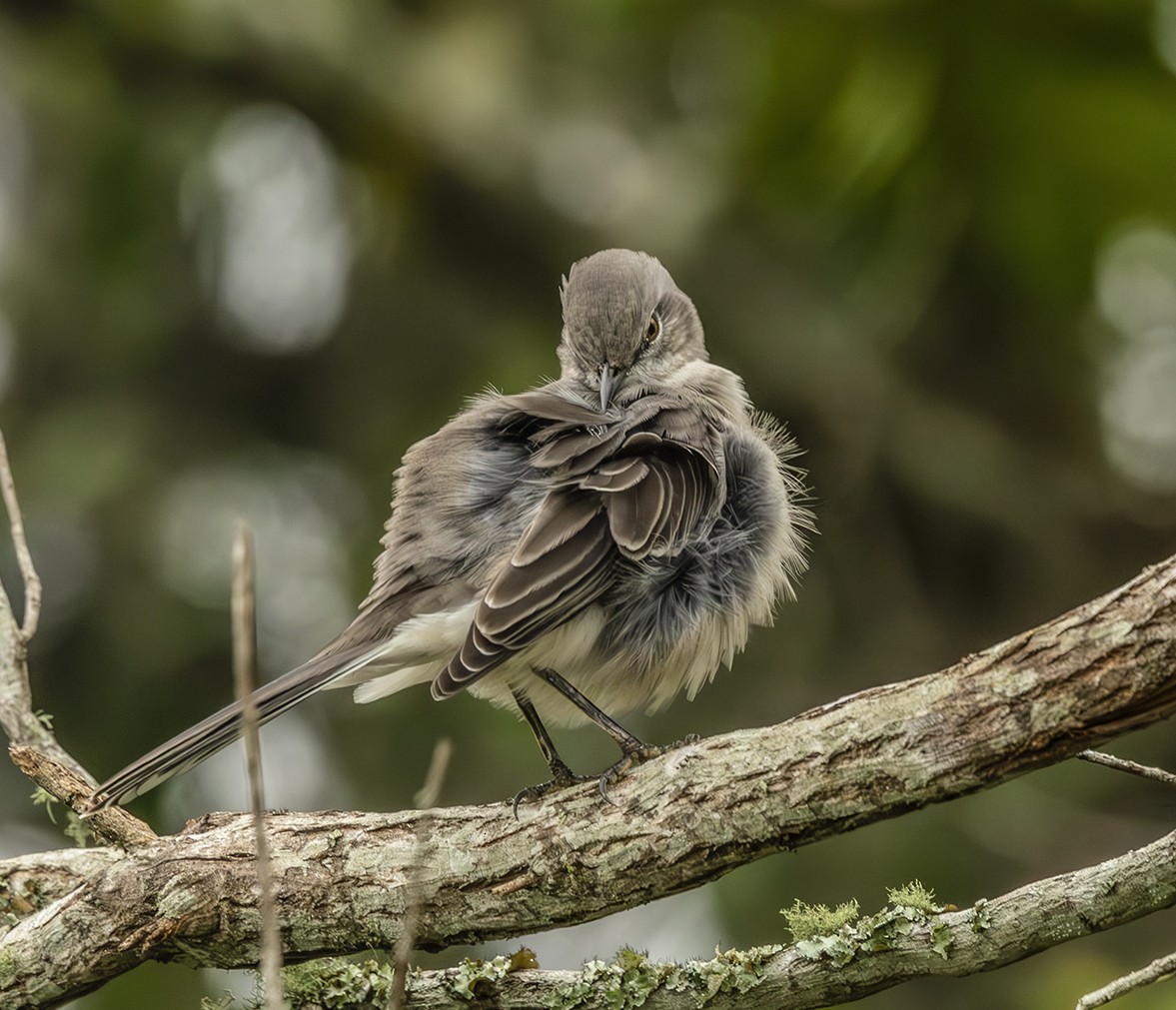 Northern Mockingbird - ML643446003